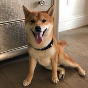 Meet your Posher, Vivian